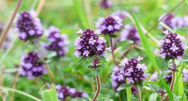 Jak doma skladovat čerstvý a sušený tymián